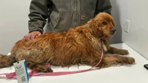 Molly en la atención médica para comprobar que se encuentra sana