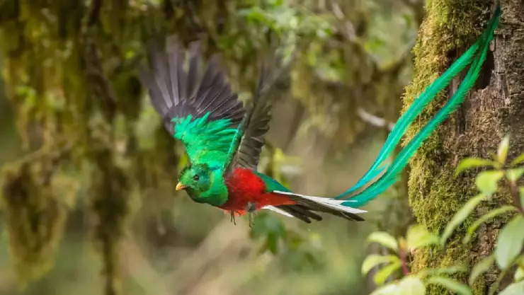 ¿Cuáles son los animales en peligro extinción hay en México?