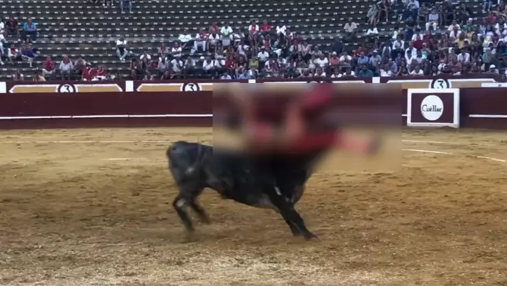 Toro ataca a torero en corrida.jpg