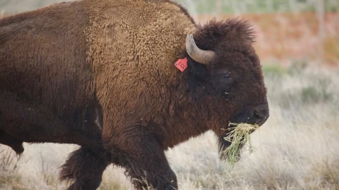 bisonte-americano-planicies-mamifero-terrestre.jpeg