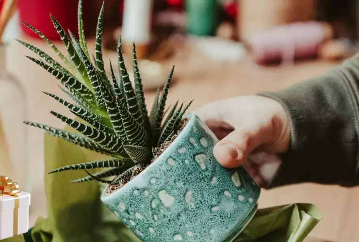 Estas plantas debes regalar en Año Nuevo porque atraen prosperidad, según el Feng Shui.jpg