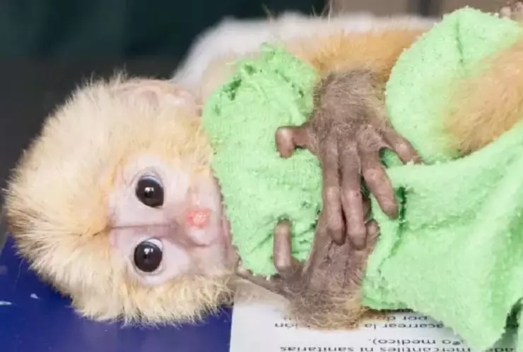 Así detuvieron a unos extranjeros con monos ocultos en sus partes íntimas en un aeropuerto de Colombia