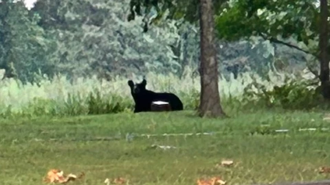 El oso negro visto al sur de Illinois