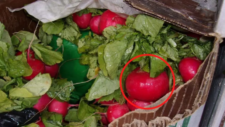 ¡Les importó un rábano! Intentan pasar droga oculta en verdura