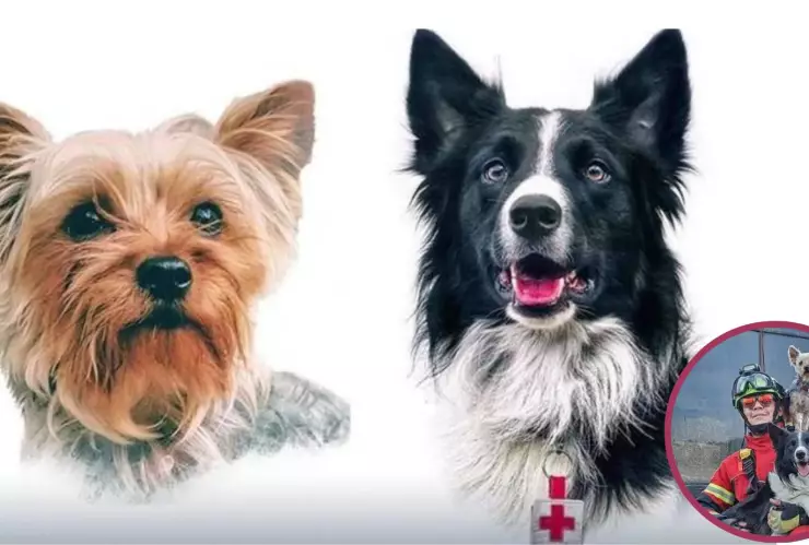 sentencian a Benjamín N culpable de la muerte de los perritos rescatistas Athos y Tango en 2021.jpg