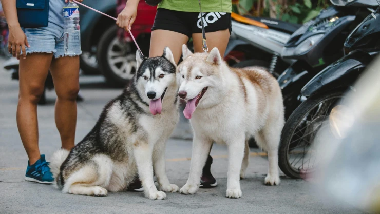 más-de-100-huskies-escapan-cafetería-en-china-ver-su-dueño-video