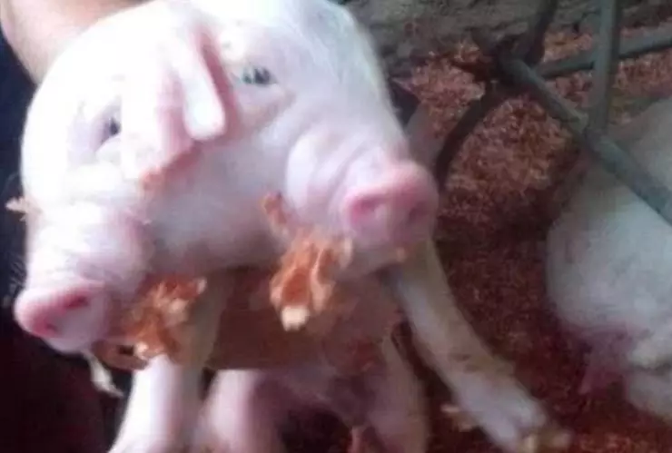 Cerdo de dos cabezas.jpg