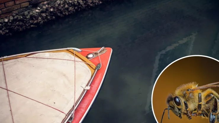 Pescar terminó en tragedia jóvenes huyen de abejas y son atacados por pirañas en Brasil.jpg