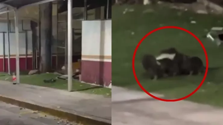 Filtran video de hospital con infestación de ratas