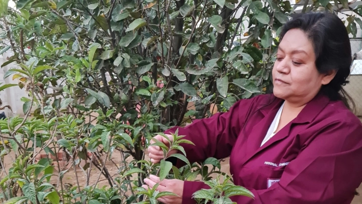 huichín cáncer de mama IPN