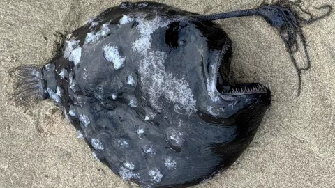 Captan pez rape muerto en una playa