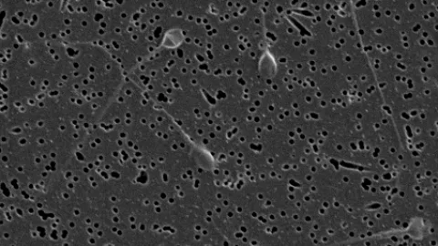 Espermatozoides crisis fertilidad 2.jpg