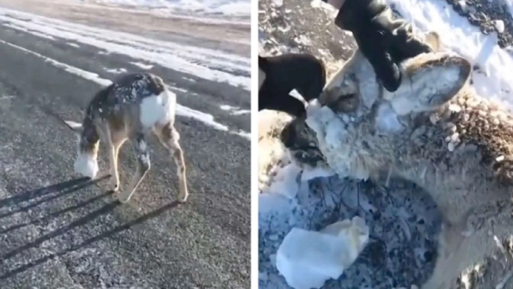 ANIMALES SE CONGELAN ESTADOS UNIDOS