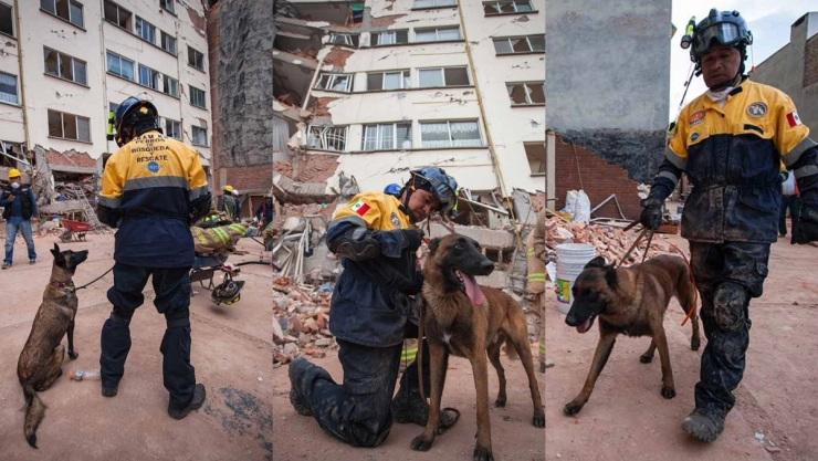 UNAM curso perros de rescate