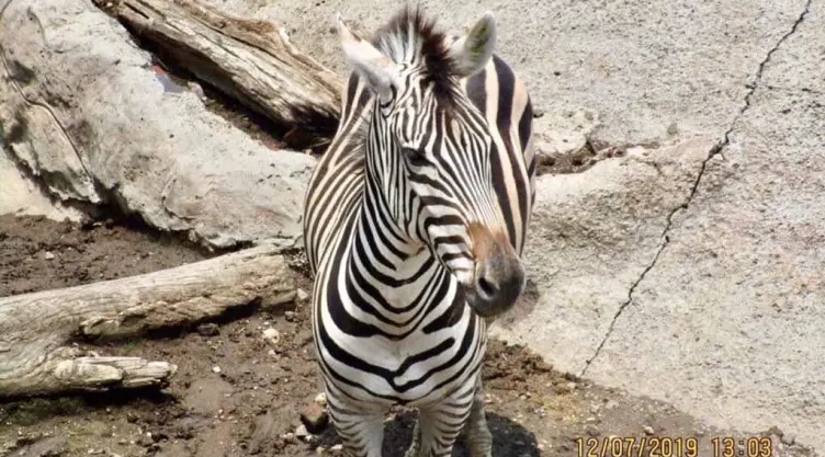 ¡Adiós Emily! Fallece cebra de Grant en el Zoológico de San Juan de Aragón