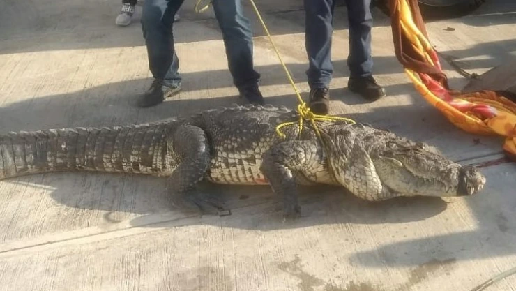 Golpe de calor y estrés matan a cocodrilo en Tamaulipas