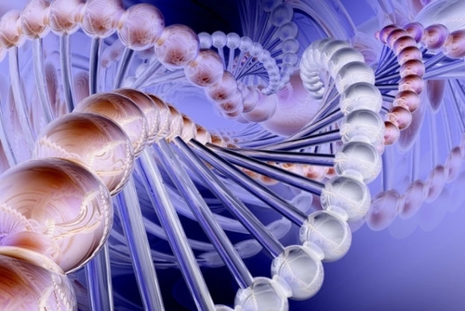 Se estudian los genes de las especies que tienen la capacidad de regeneración, abriendo camino para su aplicación en humanos