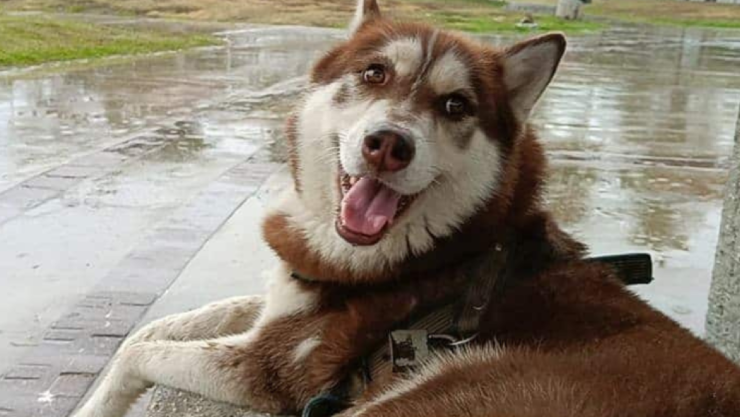 Lucas, perro husky