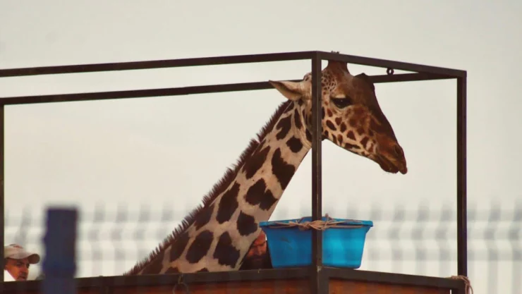 Llega jirafa “Benito” al Africam Safari tras más de 30 horas de viaje.