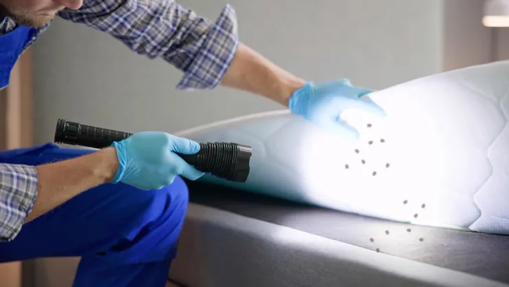 Este es el método efectivo de tres ingredientes para eliminar a las chinches de cama