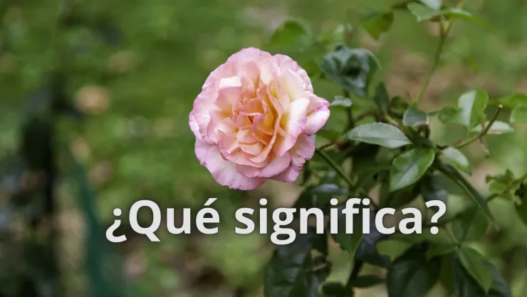 Rosal significado