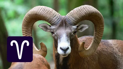 Horóscopo mensual Aries ¿Qué le depara a tu signo en noviembre 2024?