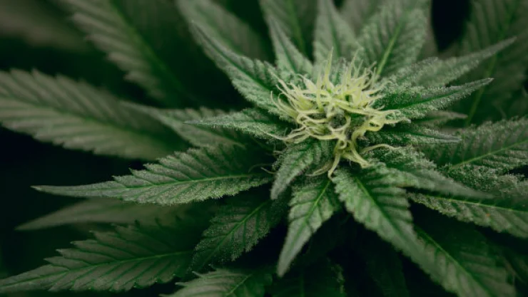 marihuana.jpg