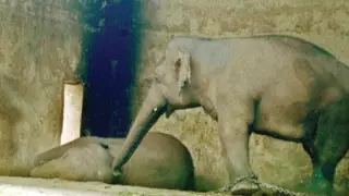 Será la primera vez que el “elefante más solitario del mundo” tendrá una familia. ¡Kaavan está en casa!