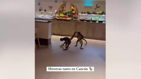 ¡Para ellos TODO incluido! Monos roban plátanos del buffet de un hotel en la Riviera Maya (VIDEO)