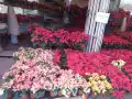 En estos mercados de flores puedes encontrar una gran variedad de nochebuenas a buen precio en la CDMX