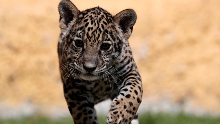 procuraduría-protección-ambiente-oaxaca