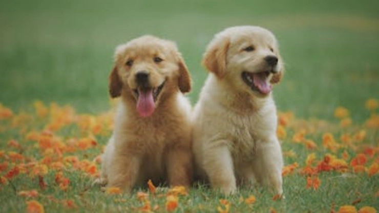 RUAC_ Fecha límite para tramitar la nueva CURP para mascotas