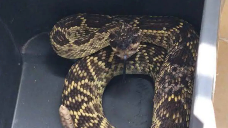 Localizan serpiente de cascabel en casa en San Juan del Río, ¿qué debes hacer ante encontrar una serpiente?