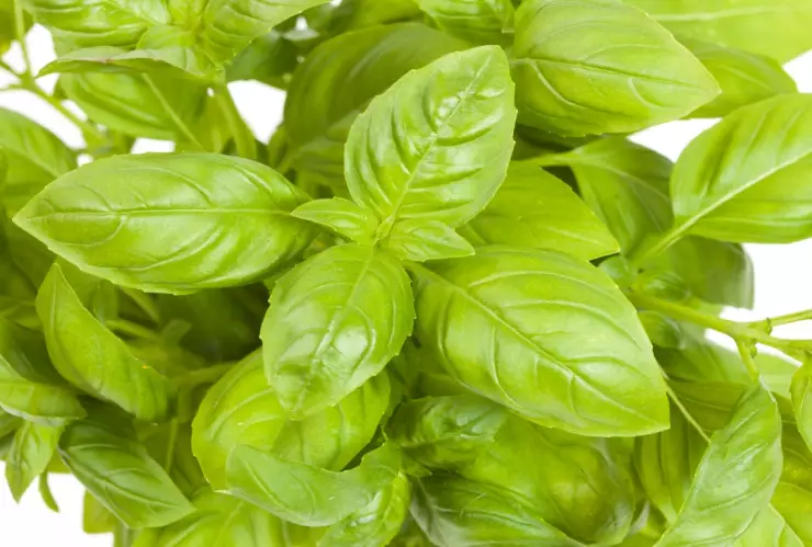 Cómo tomar té de albahaca para bajar de peso