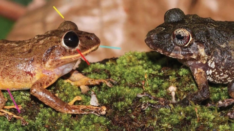 rana panama greta thunberg