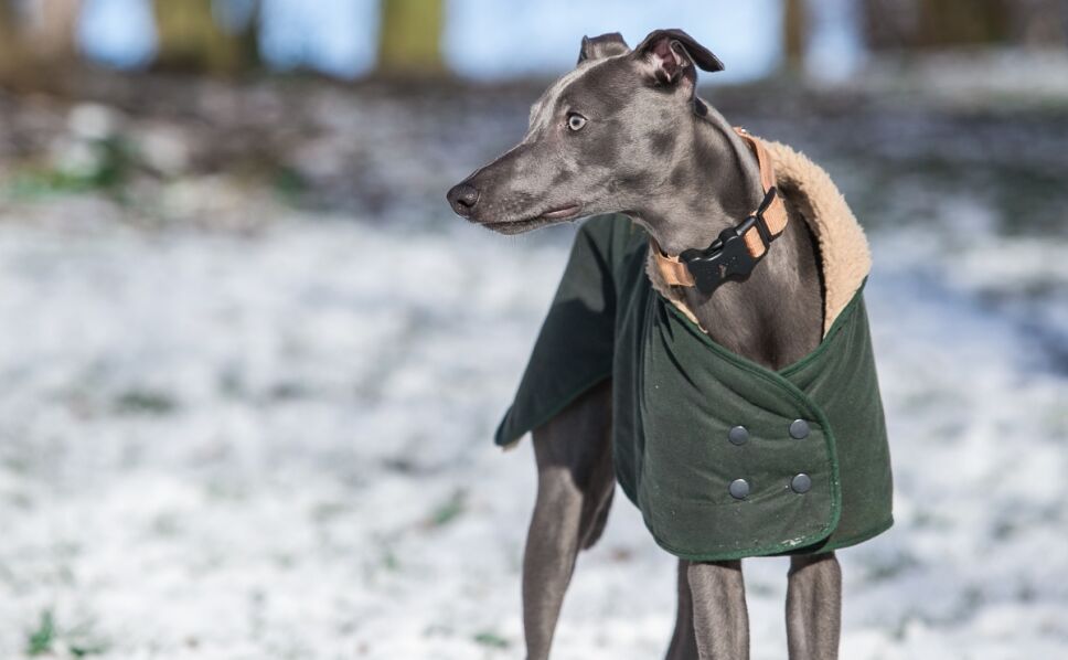 como-cuidar-mascotas-frio