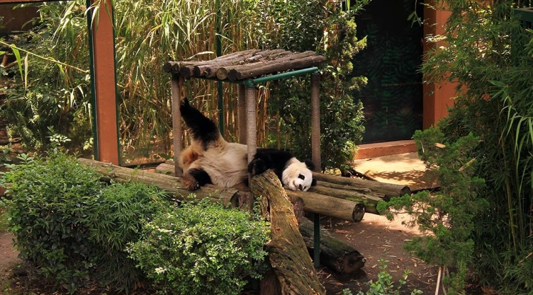 PANDA 2