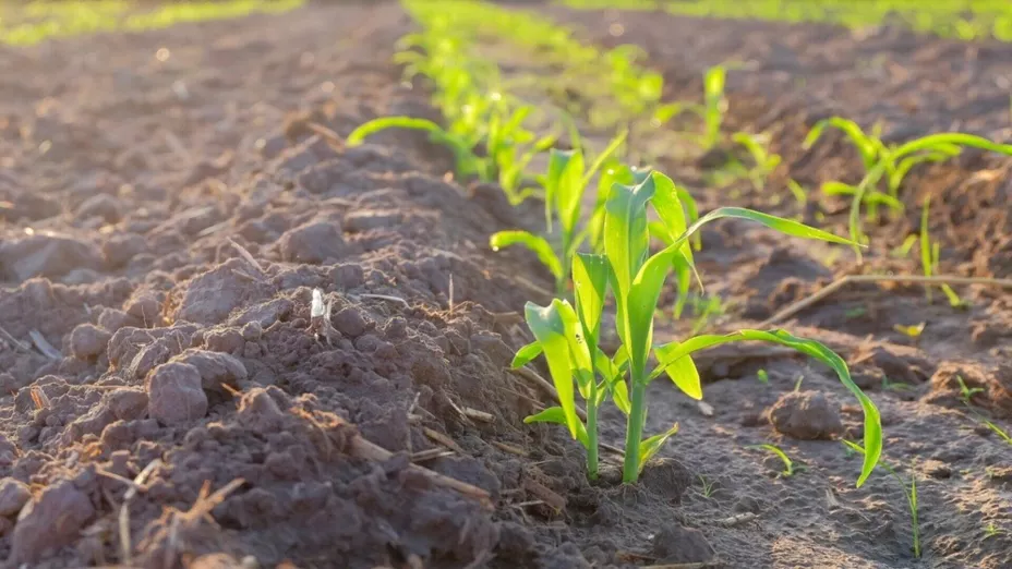 suelos agricolas.jpg