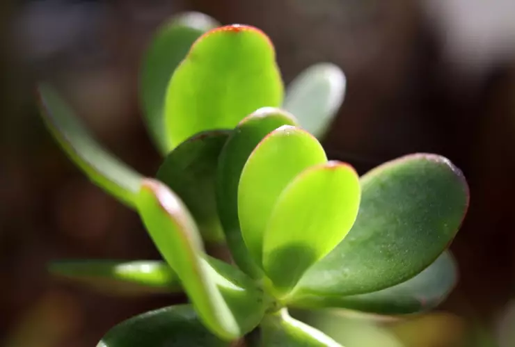 ¿Cómo darle vida a tu árbol de jade y atraer dinero?