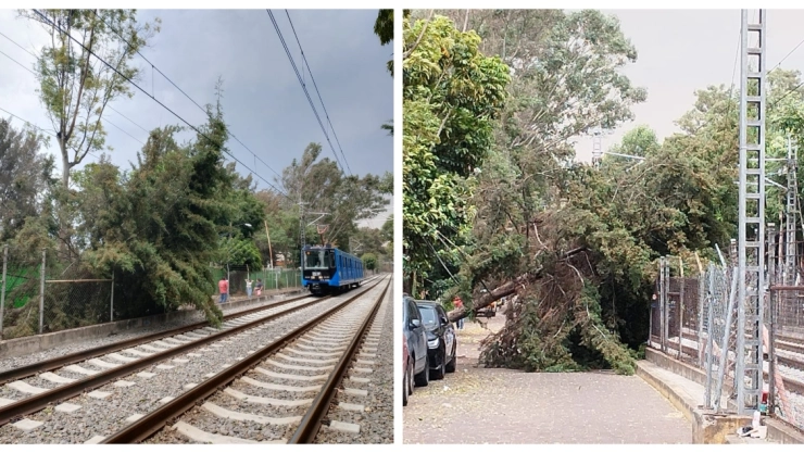 Árbol caído suspendió provisionalmente el servicio del Tren Ligero