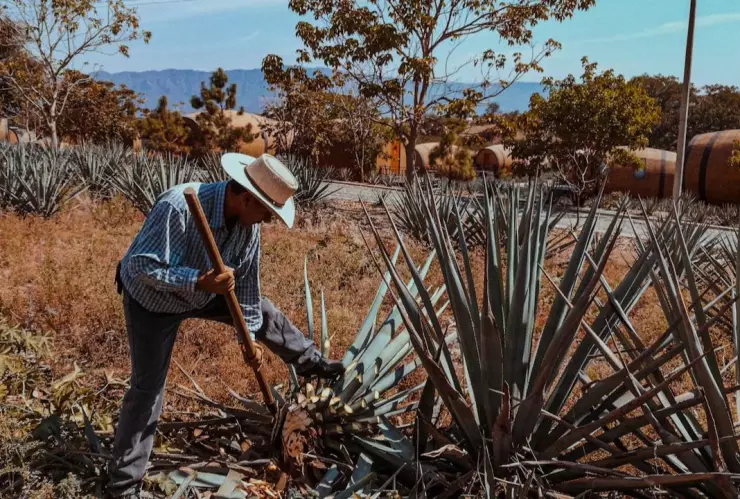 Más allá de la región o del tipo de agave, el mezcal se clasifica oficialmente según su proceso de elaboración