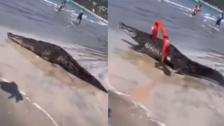 VIDEO: ¡De terror! Captan a cocodrilo gigante por playas de Guerrero y causa miedo