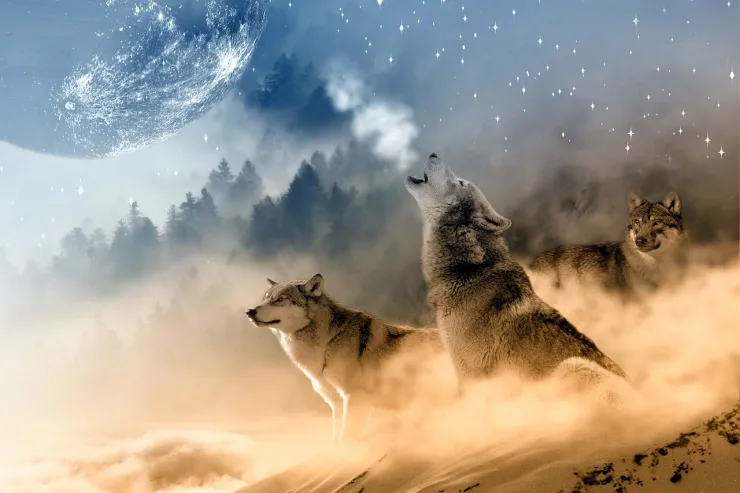 Primer perro en el mundo: Está comprobado que los perros evolucionaron del lobo depredador