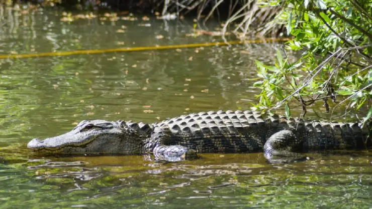Creciente arroja a enorme cocodrilo en calles de Río Lagartos