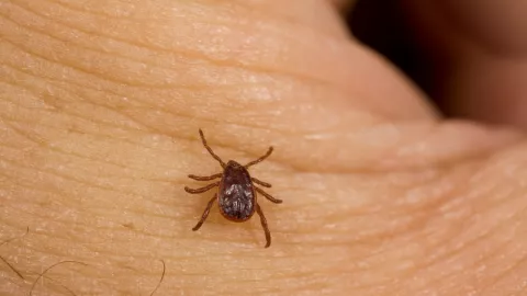 El enemigo mortal de las chinches que las elimina en 3 minutos, según la ciencia