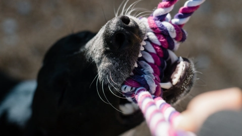 ataque perro cuánto es multa CDMX
