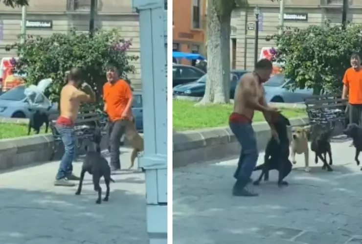 VIDEO_ Perritos callejeros detuvieron una pelea