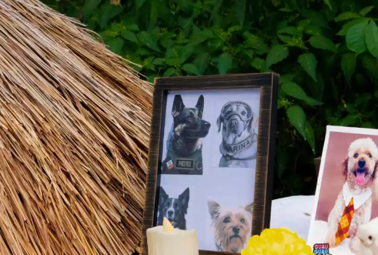 altar lomitos y michis