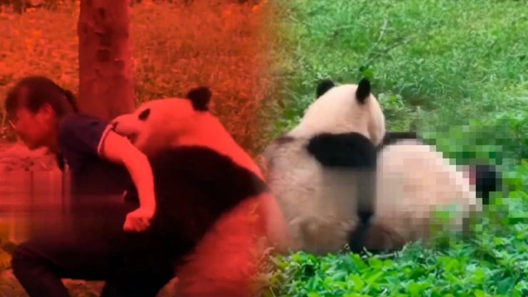 VIDEO: Pandas atacan a su cuidadora de un zoológico de China