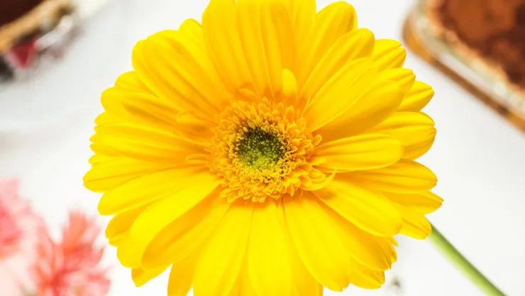 Flor amarilla
